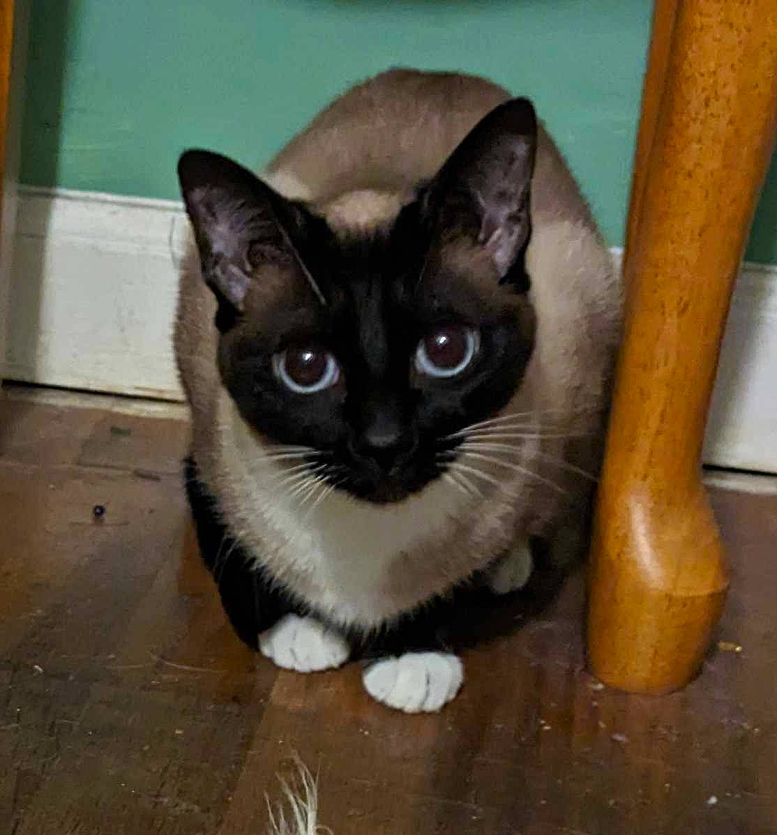 Marie joined the competition — help win amazing prizes! balinese, carnivore, cat, cat_furniture, cat_supply, domestic_short_haired_cat, fawn, felidae, flooring, fur, hardwood, siamese, small_to_medium_sized_cats, snout, tail, terrestrial_animal, thai, whiskers, window, wood