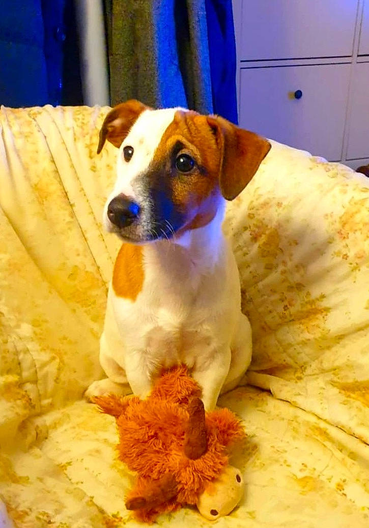 Djack participe au concours pour gagner de l'argent avec cette photo : blue, canidae, carnivore, collar, companion_dog, dog, dog_breed, dog_supply, fawn, irishjacks, linens, non_sporting_group, paw, pet_supply, serveware, snout, sporting_group, whiskers, wood, working_animal