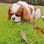 dog, grass, outdoor, leaf, brown, white, canine, nature, park, tree, pet, mammal, animal, sniffing, autumn, fall, fur, closeup, curious, field