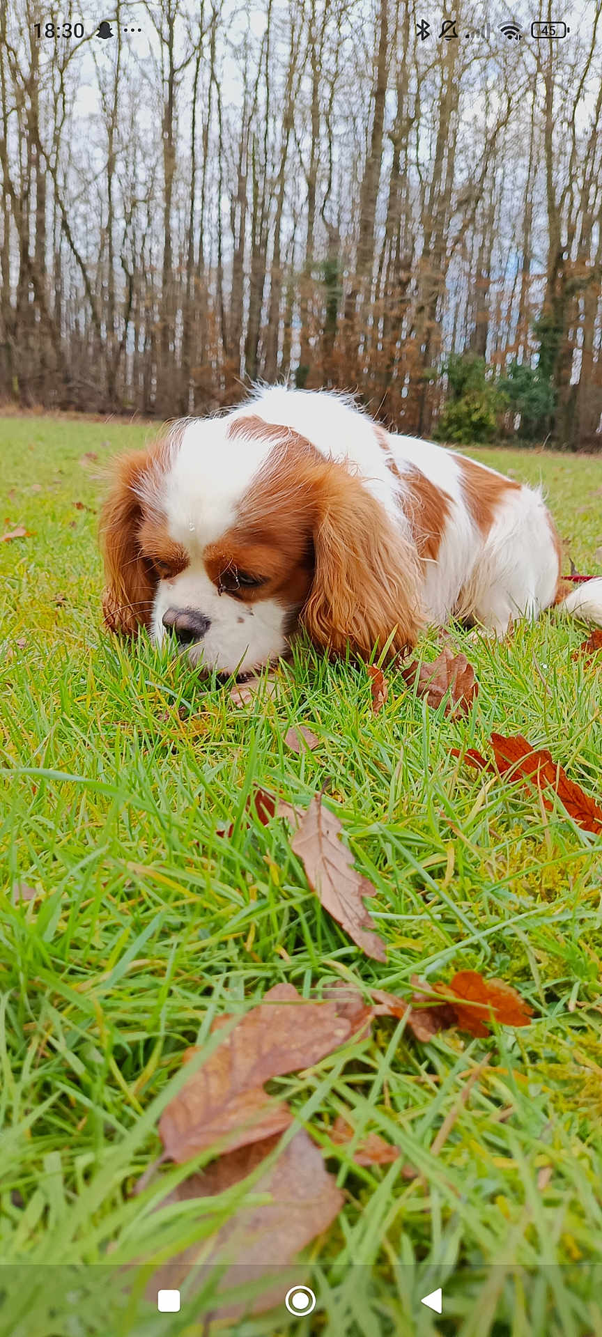Ulyos participe au concours pour gagner de l'argent avec cette photo : dog, grass, outdoor, leaf, brown, white, canine, nature, park, tree, pet, mammal, animal, sniffing, autumn, fall, fur, closeup, curious, field