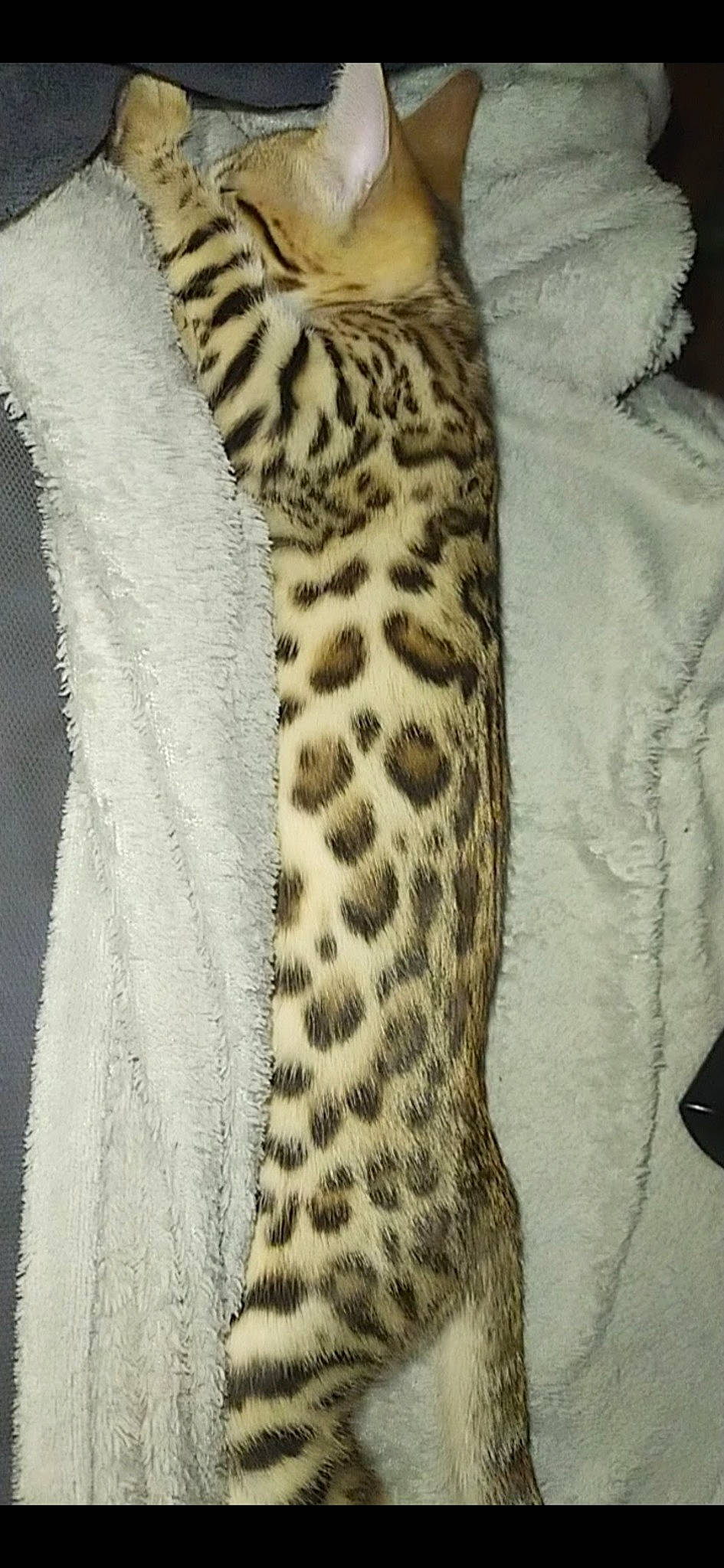 Twinkie a rejoint le concours — aidez-le/la à gagner de superbes lots ! big_cats, carnivore, cat, comfort, fashion_design, fawn, felidae, fur, linens, pattern, peach, sleeve, small_to_medium_sized_cats, tail, terrestrial_animal, whiskers, wildlife