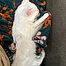 Luna is registered to the contest to win money with this photo: animal, blanket, cat, close_up, couch, cozy, domestic_cat, ear, fur, furniture, indoor, patterned_blanket, paw, pet, relaxation, resting, side_view, sleeping, soft_texture, white_cat