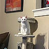 Luna joined the competition — help win amazing prizes! animal, cat, cat_tree, cozy, decor, feline, furniture, gnome, home, indoor, painting, pet, plush, scratching_post, shadow, sitting, toy, wall, white_cat, window_sill