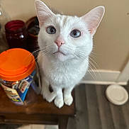 Luna is registered to the contest to win money with this photo: cat, white_cat, blue_eyes, indoor, wooden_table, jar, container, curious, pet, animal, close_up, looking_up, whiskers, ears, floor, home, feline, domestic_animal, tabletop, kitten