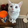cat, white_cat, blue_eyes, indoor, wooden_table, jar, container, curious, pet, animal, close_up, looking_up, whiskers, ears, floor, home, feline, domestic_animal, tabletop, kitten
