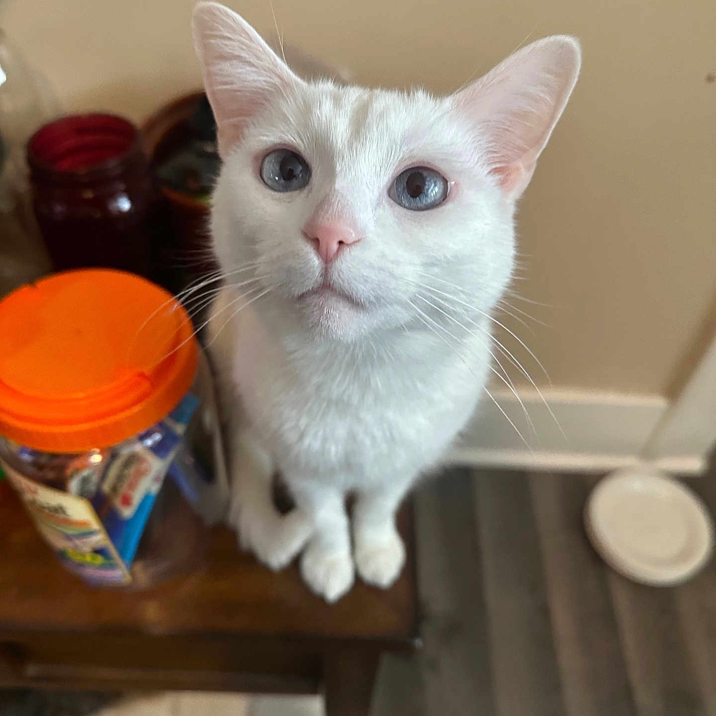 Luna is registered to the contest to win money with this photo: cat, white_cat, blue_eyes, indoor, wooden_table, jar, container, curious, pet, animal, close_up, looking_up, whiskers, ears, floor, home, feline, domestic_animal, tabletop, kitten