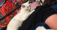 Luna is registered to the contest to win money with this photo: animal, bed, black_shirt, blanket, cat, colorful_tapestry, cozy, feline, fur, home, human, indoor, person, pet, pillow, relaxation, resting, sleeping, wall_art, white_cat
