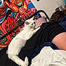 animal, bed, black_shirt, blanket, cat, colorful_tapestry, cozy, feline, fur, home, human, indoor, person, pet, pillow, relaxation, resting, sleeping, wall_art, white_cat
