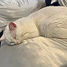 animal, bed, cat, closeup, comfort, cozy, cute, domestic_animal, fur, indoor, nap, peaceful, pet, pillow, quiet, relaxation, resting, sleeping, soft_texture, white_cat