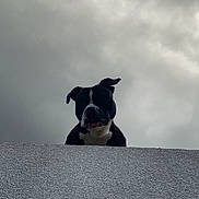 Oreo a rejoint le concours — aidez-le/la à gagner de superbes lots ! alone, animal, black_and_white, canine, cloudy, curious, daytime, dog, ears, head, looking_down, moody, outdoor, pet, portrait, sky, snout, texture, wall, watching