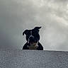 alone, animal, black_and_white, canine, cloudy, curious, daytime, dog, ears, head, looking_down, moody, outdoor, pet, portrait, sky, snout, texture, wall, watching