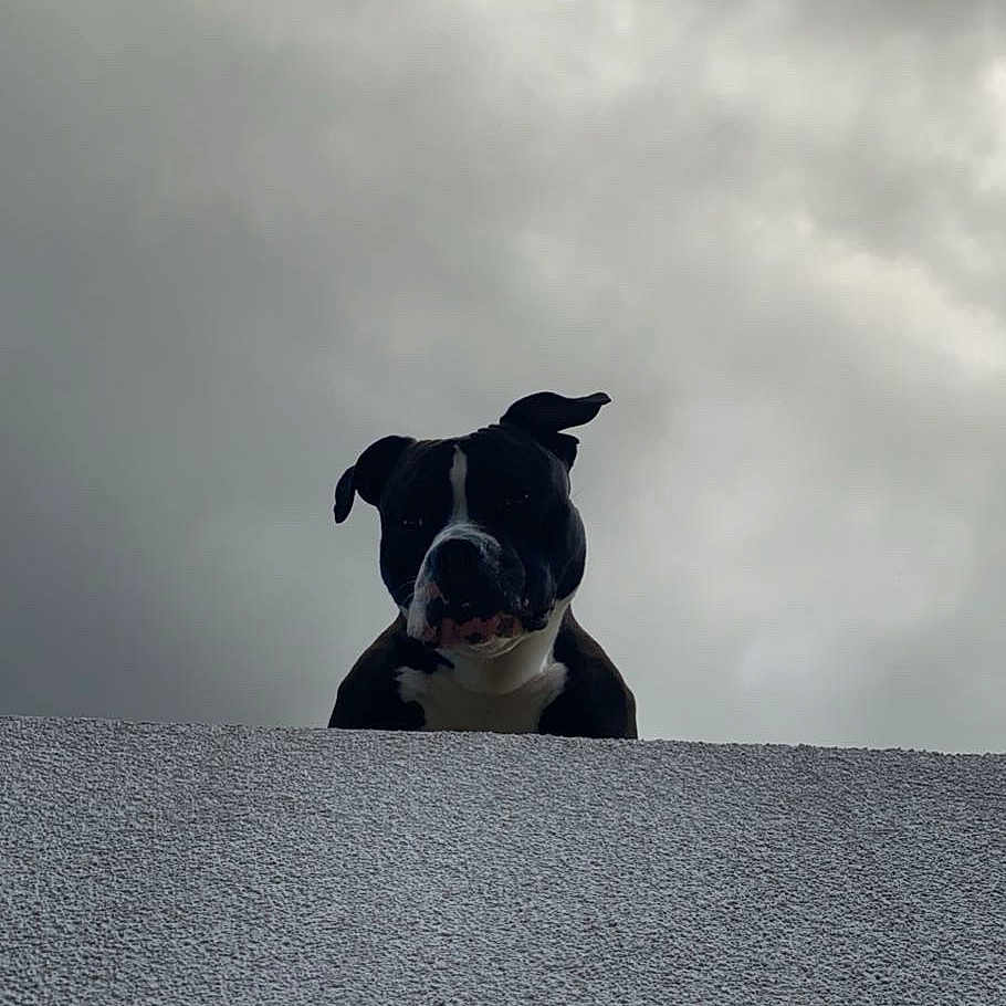 Oreo