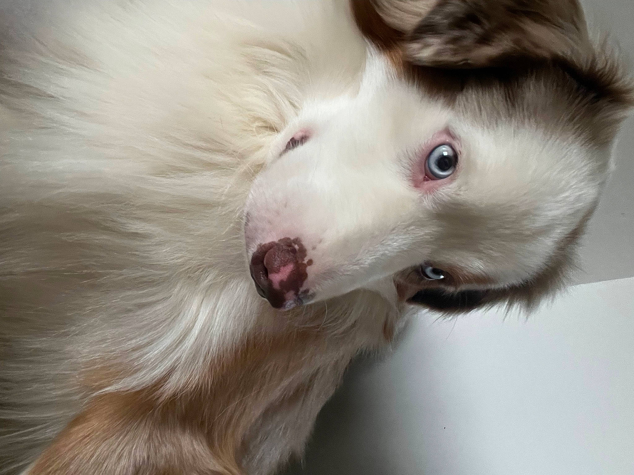 Elio a rejoint le concours — aidez-le/la à gagner de superbes lots ! canidae, carnivore, close_up, companion_dog, dog, dog_breed, ear, eye, eyelash, fang, fur, indian_spitz, jaw, samoyed, snout, sporting_group, volpino_italiano, whiskers, working_animal