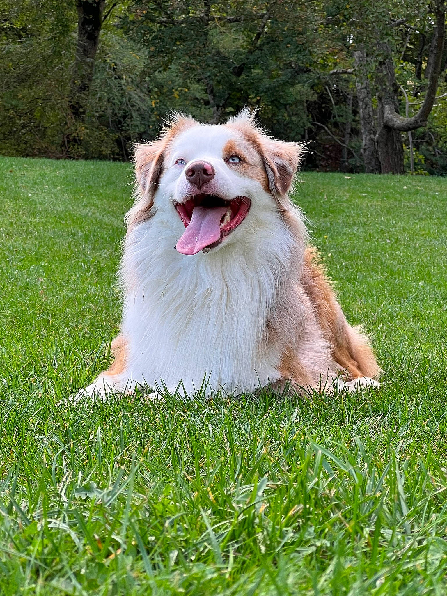 Elio a rejoint le concours — aidez-le/la à gagner de superbes lots ! canidae, carnivore, companion_dog, dog, dog_breed, dog_sports, fang, grass, happy, herding_dog, obedience_training, plant, rough_collie, smile, snout, sporting_group, tree, whiskers, working_dog, yawn