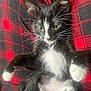 cat, kitten, tuxedo_cat, whiskers, paws, belly, plaid, lap, pet, animal, domestic_cat, collar, black_and_white, fur, indoor, cozy, closeup, portrait, cute, sleepy
