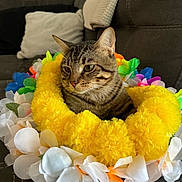 Gordo is registered to the contest to win money with this photo: cat, tabby_cat, lei, flowers, yellow_flowers, couch, living_room, pet, close_up, portrait, whiskers, fur, cozy, indoor, relaxed, decor, fabric, pillow, colorful, sitting