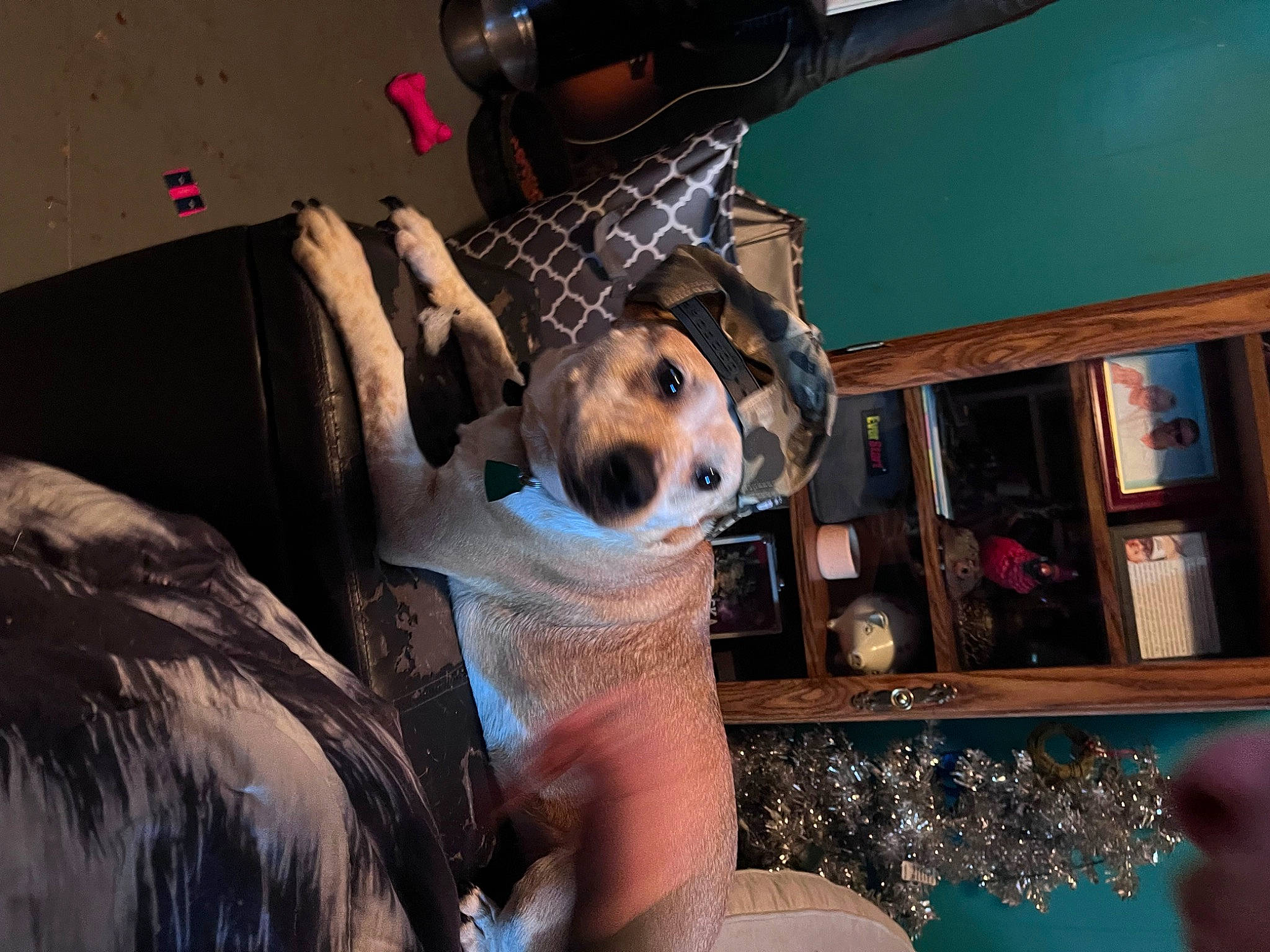 Daisy Mae is registered to the contest to win money with this photo: camera, canidae, carnivore, companion_dog, couch, dog, dog_breed, event, eyewear, fashion_accessory, fawn, fun, fur, hat, personal_protective_equipment, picture_frame, room, selfie, shelf