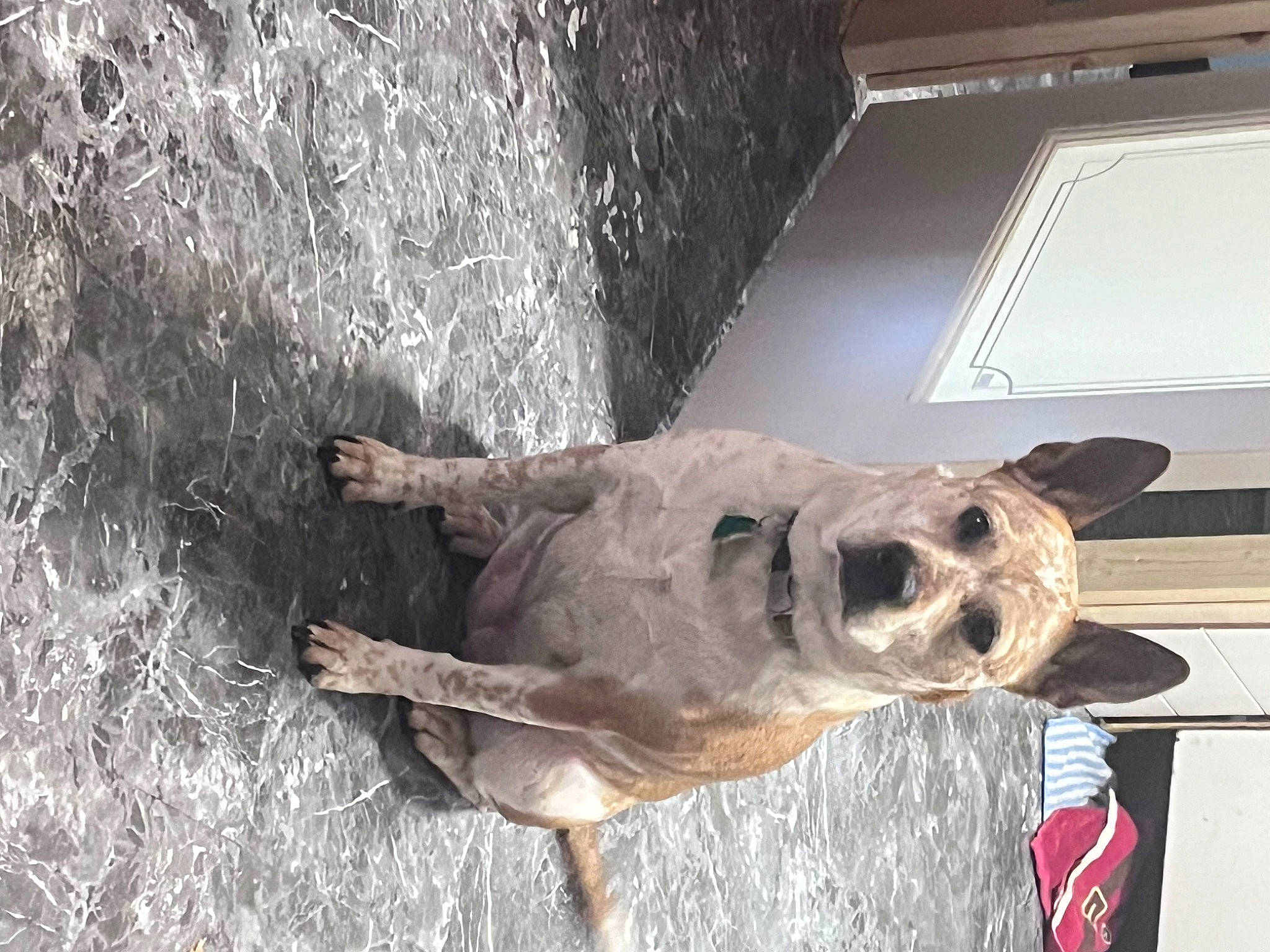 Daisy Mae joined the competition — help win amazing prizes! canidae, carnivore, collar, dog, dog_breed, door, fawn, fur, sporting_group, tail, terrestrial_animal, wildlife, window, working_animal