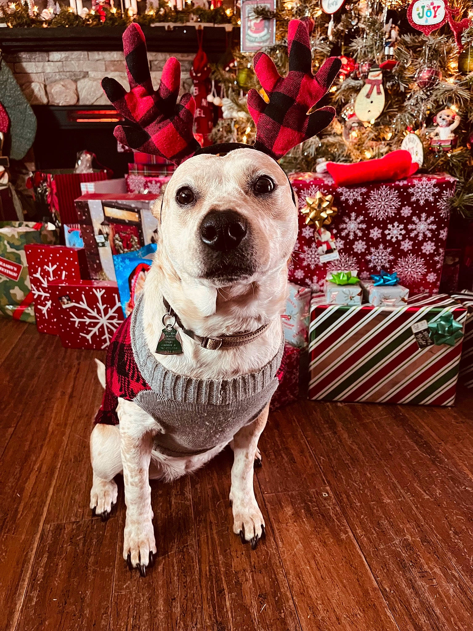 Daisy Mae is registered to the contest to win money with this photo: carnivore, christmas_ornament, collar, companion_dog, dog, dog_breed, dog_clothes, dog_collar, dog_supply, event, eyewear, fawn, flooring, happy, hardwood, leash, pet_supply, snout, wood, working_animal