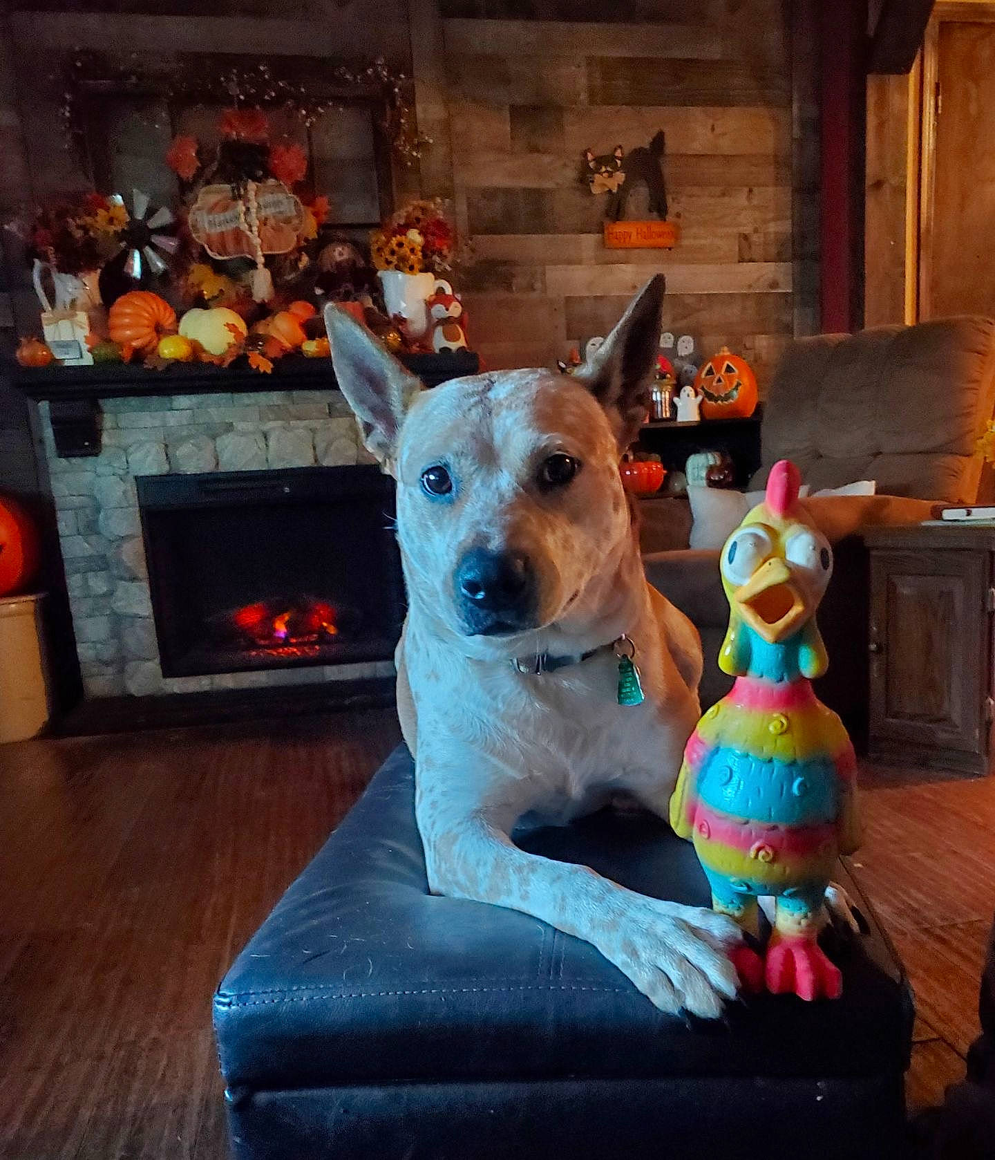 Daisy Mae joined the competition — help win amazing prizes! canidae, carnivore, companion_dog, dog, dog_bed, dog_breed, dog_supply, fawn, flooring, fur, guard_dog, paw, pet_supply, picture_frame, room, sporting_group, stuffed_toy, whiskers, wood, wood_burning_stove