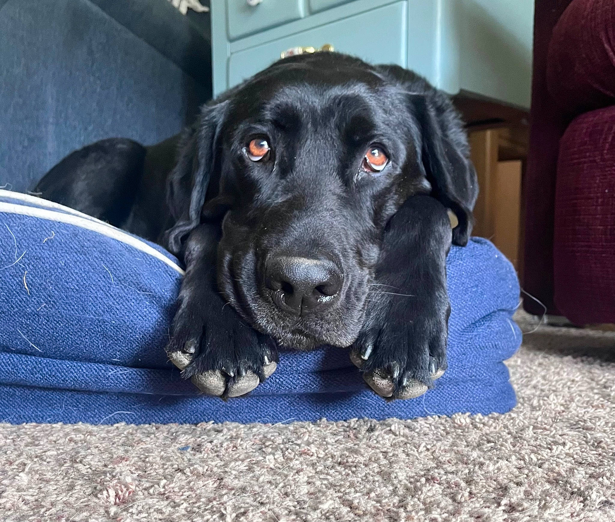 Maverick joined the competition — help win amazing prizes! borador, canidae, carnivore, chair, companion_dog, dog, dog_breed, electric_blue, flooring, fur, gun_dog, hunting_dog, liver, snout, sporting_group, terrestrial_animal, whiskers, working_animal