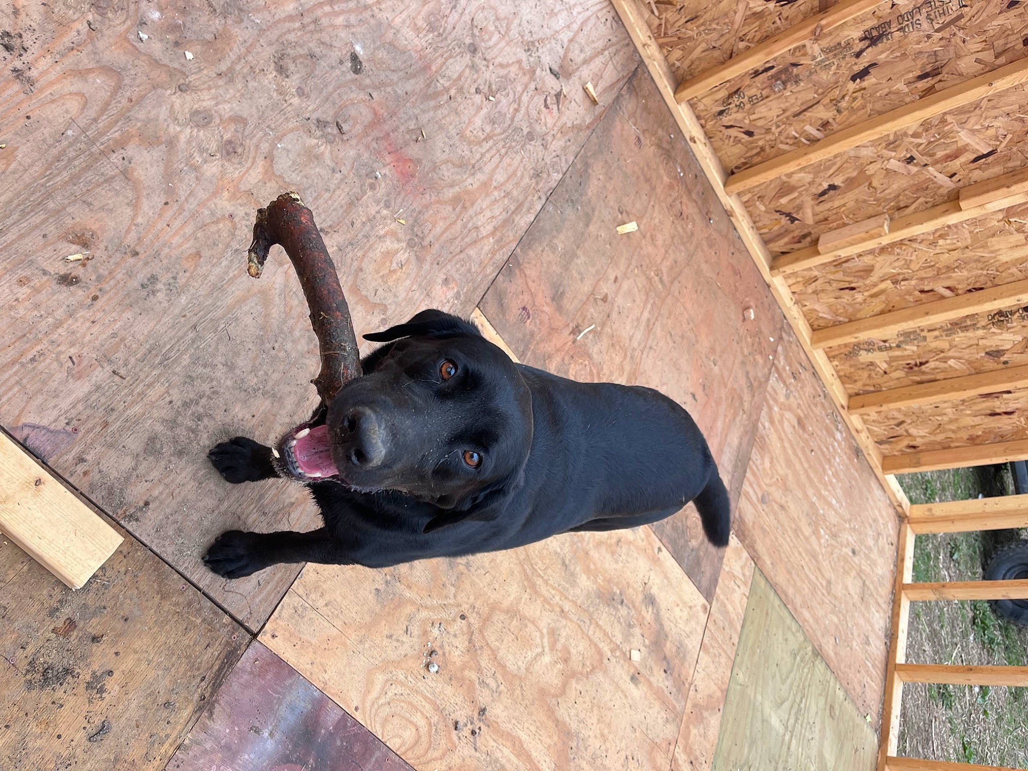 Maverick is registered to the contest to win money with this photo: canidae, carnivore, collar, companion_dog, dog, dog_breed, dog_collar, dog_supply, fawn, flooring, hardwood, leash, pet_supply, plank, shadow, snout, tail, tints_and_shades, wood, working_animal