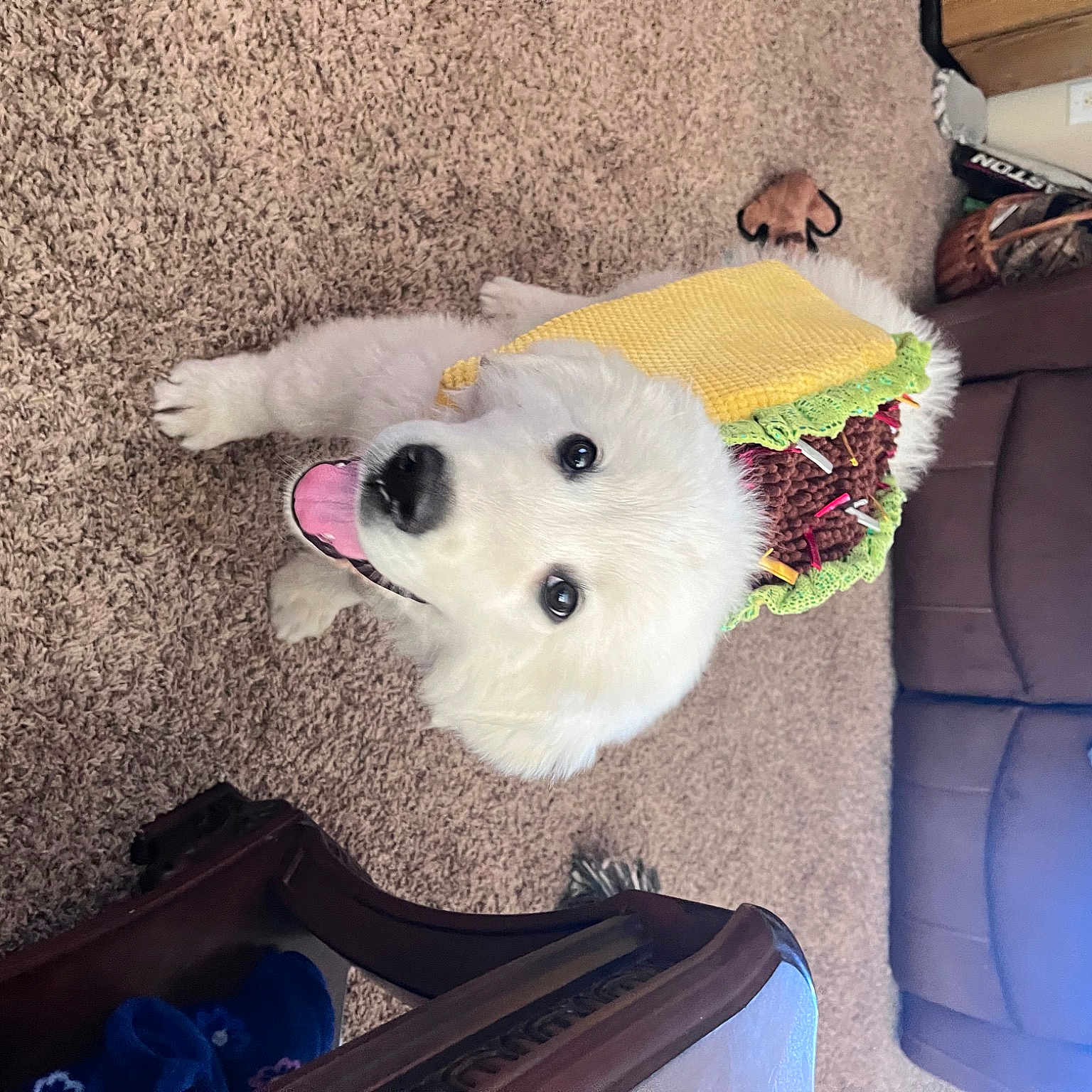 Dallas is registered to the contest to win money with this photo: baby_toys, bag, canidae, companion_dog, dog_breed, fur, non_sporting_group, plush, room, sporting_group, stuffed_toy, tail, toy