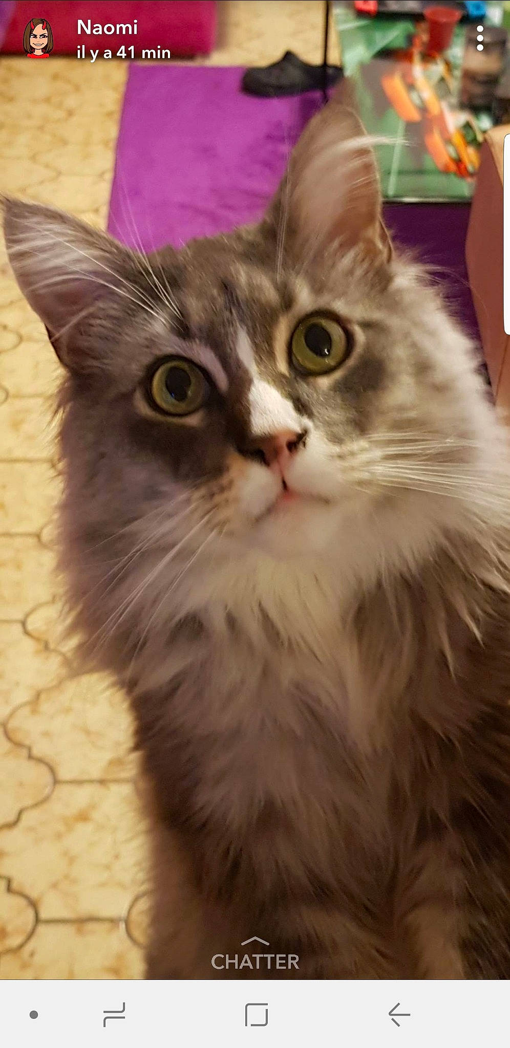 Zeus participe au concours pour gagner de l'argent avec cette photo : aegean_cat, american_curl, asian, asian_semi_longhair, british_longhair, british_semi_longhair, carnivore, cat, domestic_long_haired_cat, felidae, joy, kitten, maine_coon, mammal, napoleon_cat, norwegian_forest_cat, person, ragamuffin, siberian, small_to_medium_sized_cats