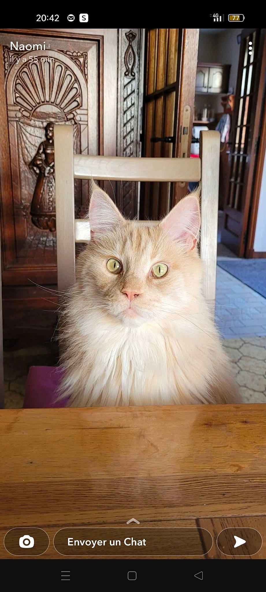 Nestea participe au concours pour gagner de l'argent avec cette photo : art, box, british_longhair, carnivore, cat, drawer, fawn, felidae, flooring, fur, hardwood, paw, plant, small_to_medium_sized_cats, snout, varnish, whiskers, window, wood, wood_stain