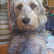 Diane a rejoint le concours — aidez-le/la à gagner de superbes lots ! beard, brown, canine, close_up, dog, domestic_animal, eyes, fluffy, fur, gray, home, indoors, kitchen, long_hair, looking_at_camera, nose, pet, portrait, shaggy, staircase