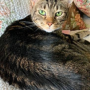 Kiki joined the competition — help win amazing prizes! cat, tabby, green_eyes, pet, feline, animal, quilt, texture, floral, indoor, resting, close_up, whiskers, ear, fur, cozy, comfortable, domestic, cute, relaxed