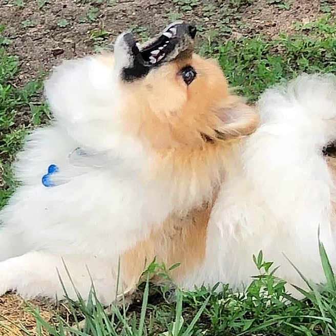 Loki is registered to the contest to win money with this photo: animal, brown, canine, daylight, dog, ears, fluffy, fur, grass, greenery, ground, mouth_open, nature, outdoor, pet, playful, resting, side_view, snout, white