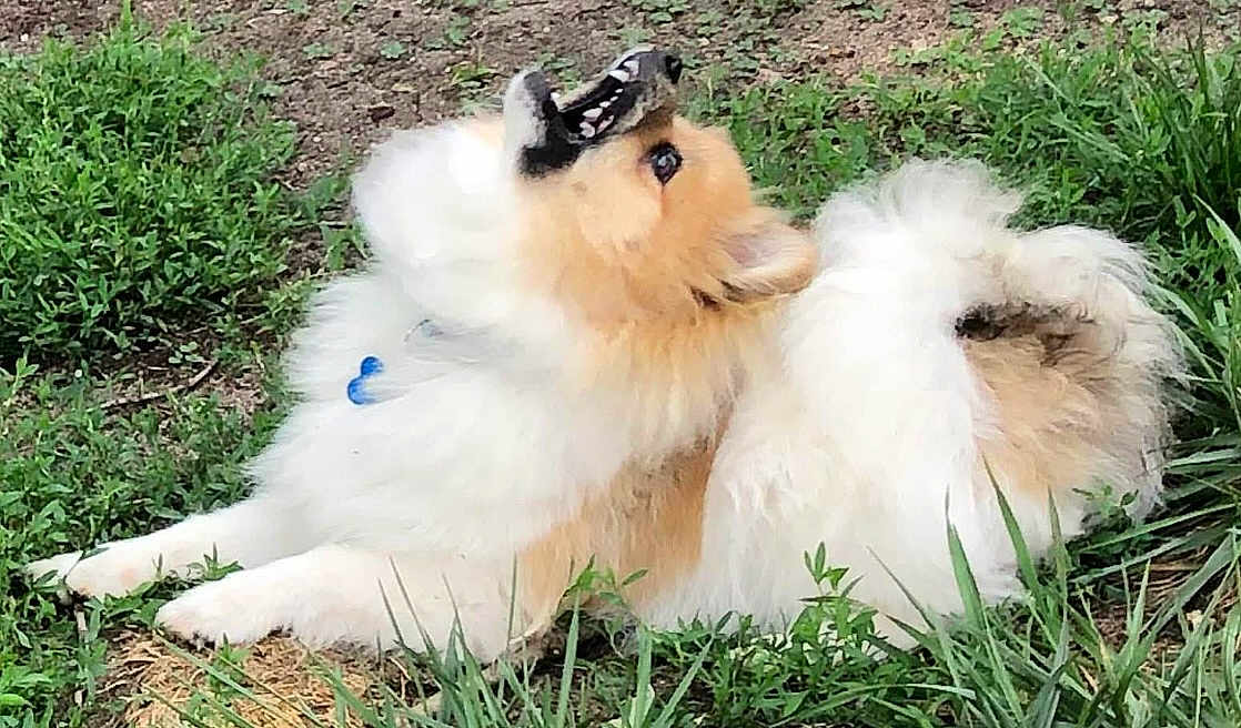 Loki is registered to the contest to win money with this photo: dog, fluffy, grass, outdoor, animal, pet, canine, fur, nature, playful, resting, brown, white, mouth_open, ears, snout, side_view, ground, greenery, daylight