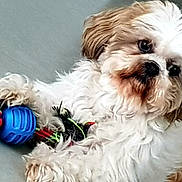 Joey participe au concours pour gagner de l'argent avec cette photo : dog, toy, rope_toy, blue_ball, fluffy, curious, pet, indoor, closeup, white_fur, brown_fur, playful, cute, animal, companion, pet_toy, resting, head_tilt, small_dog, adorable