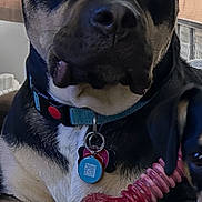 Bruno joined the competition — help win amazing prizes! animal, black, bone, chewed_toy, close_up, collar, companion, couch, cute, dog, domestic, ears, face, indoor, looking, paw, pet, relaxed, tan, toy