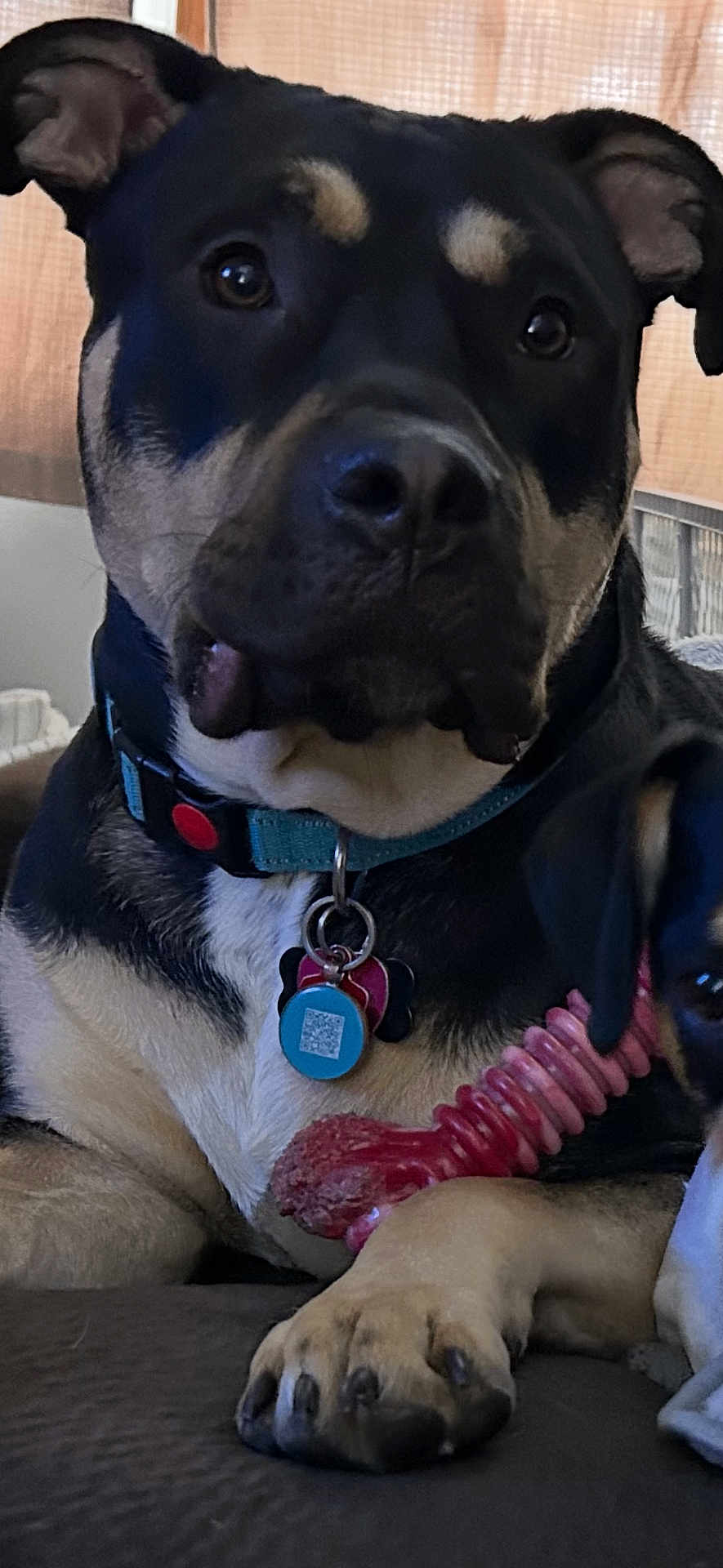 Bruno