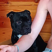 Vasko participe au concours pour gagner de l'argent avec cette photo : dog, black_dog, pet, person, arm, wooden_wall, indoor, curious, watching, eating, food, plate, casual_clothing, bracelet, close_up, companion, cozy, brown_eyes, short_hair, domestic_animal