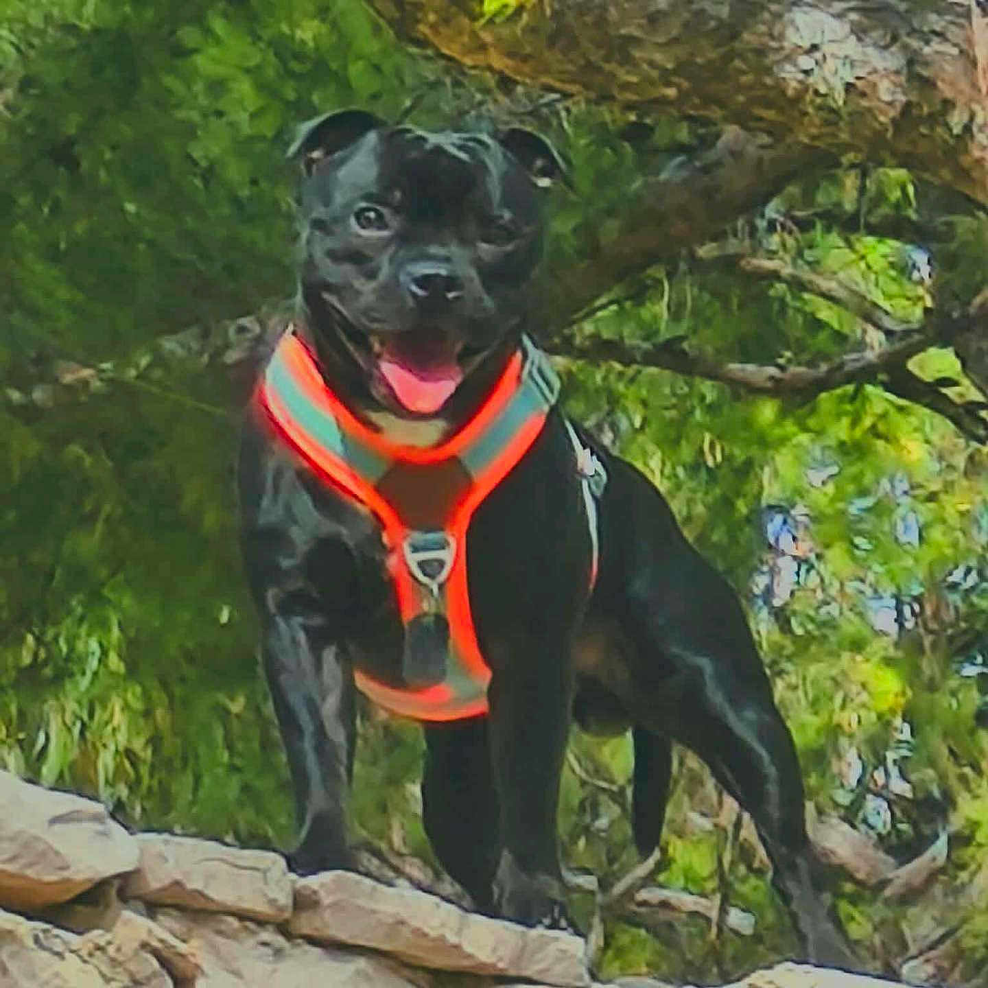 Vasko