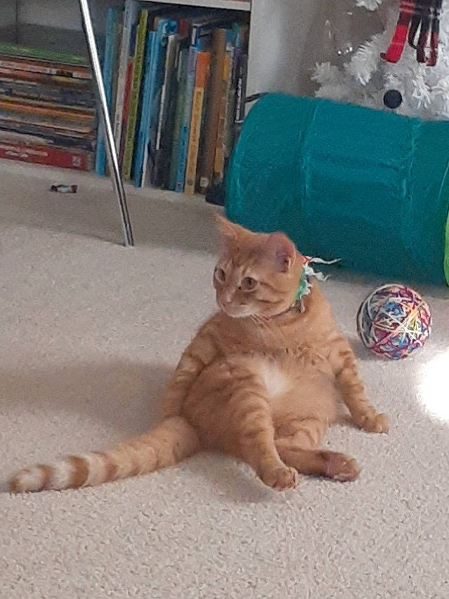 Milo is registered to the contest to win money with this photo: bookcase, carnivore, cat, comfort, domestic_short_haired_cat, fawn, felidae, floor, flooring, foot, fur, hardwood, human_leg, paw, shelf, small_to_medium_sized_cats, snout, tail, whiskers, wood