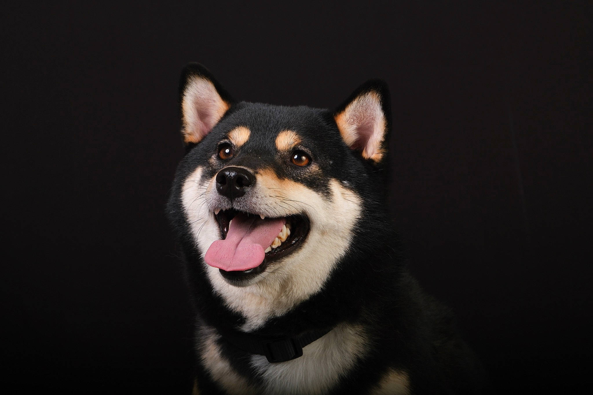 Smokey a rejoint le concours — aidez-le/la à gagner de superbes lots ! ancient_dog_breeds, canidae, canis, carnivore, companion_dog, dog, dog_breed, fang, flash_photography, fur, jaw, non_sporting_group, sled_dog, snout, sporting_group, terrestrial_animal, whiskers, wildlife, working_animal, working_dog