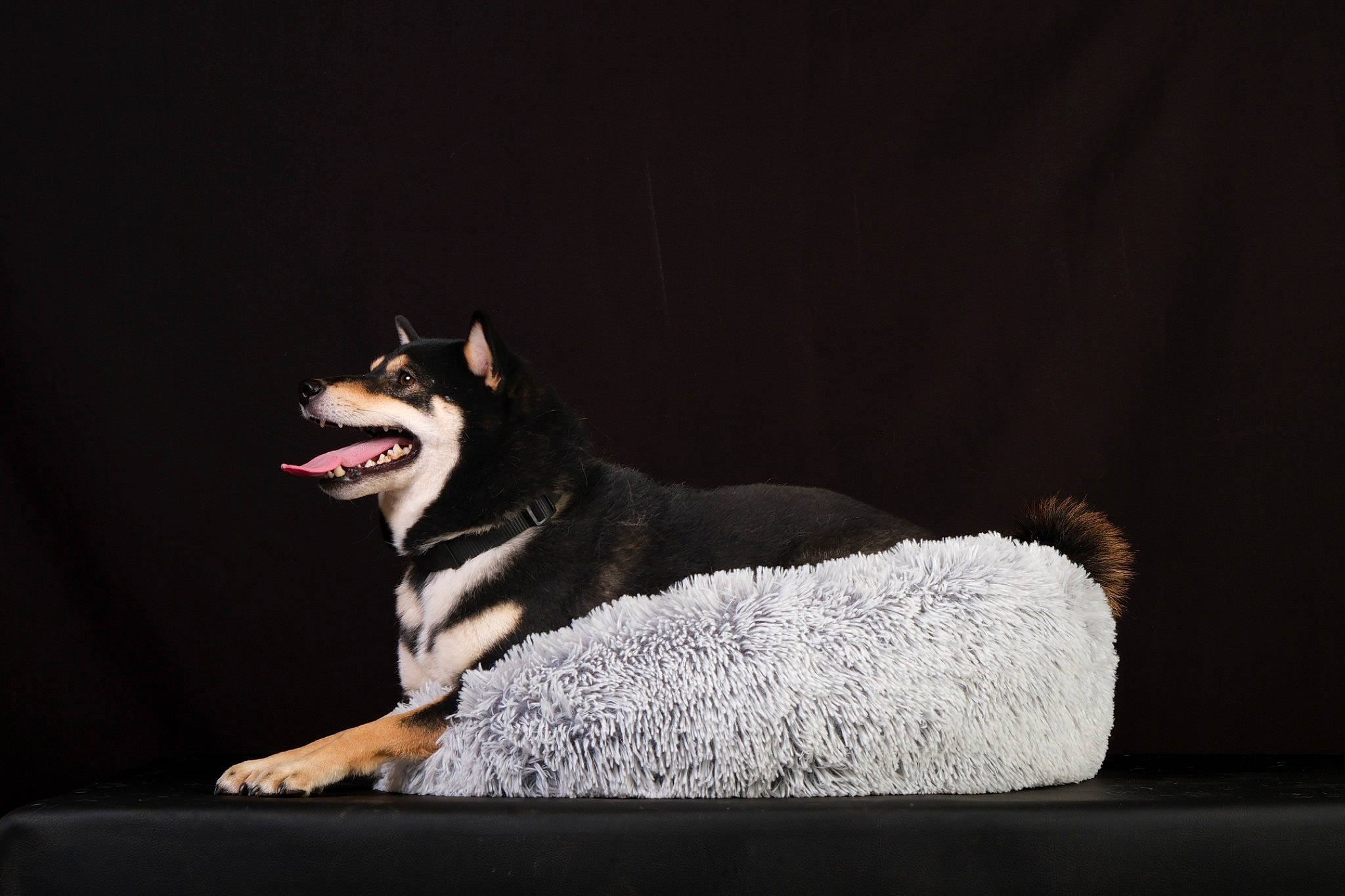 Smokey a rejoint le concours — aidez-le/la à gagner de superbes lots ! canidae, carmine, carnivore, companion_dog, darkness, dog, dog_breed, fang, felidae, flash_photography, fur, roar, sitting, sled_dog, small_to_medium_sized_cats, sporting_group, tail, whiskers, working_animal, yawn