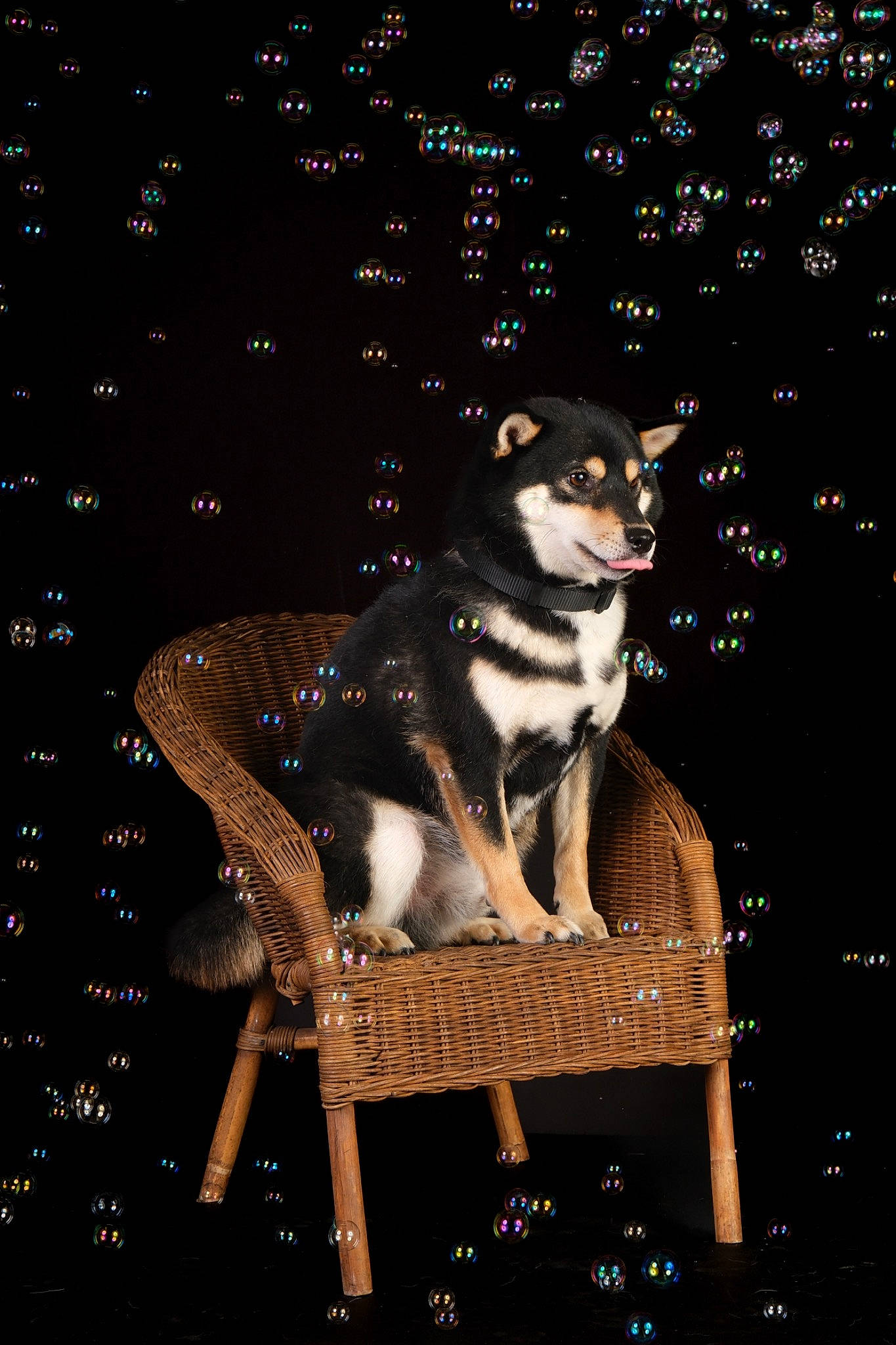 Smokey participe au concours pour gagner de l'argent avec cette photo : art, canidae, carnivore, chair, companion_dog, darkness, dog, dog_breed, electric_blue, event, flash_photography, font, fur, midnight, night, plant, sitting, sled_dog, sporting_group, tree