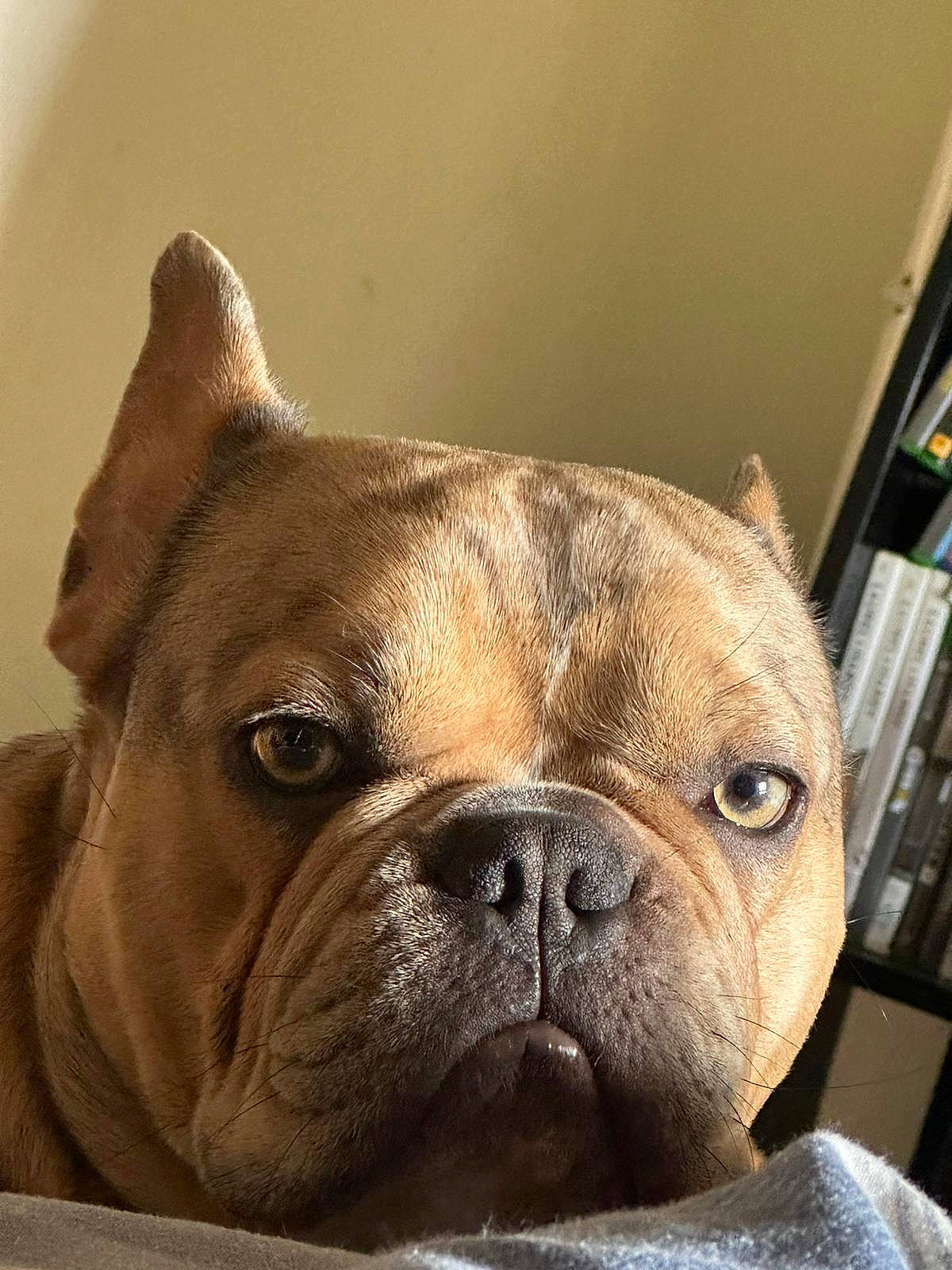 Boogie is registered to the contest to win money with this photo: bulldog, canidae, carnivore, close_up, companion_dog, dog, dog_breed, ear, fawn, french_bulldog, molosser, non_sporting_group, puppy, snout, sporting_group, terrestrial_animal, toy_dog, whiskers, working_animal, wrinkle