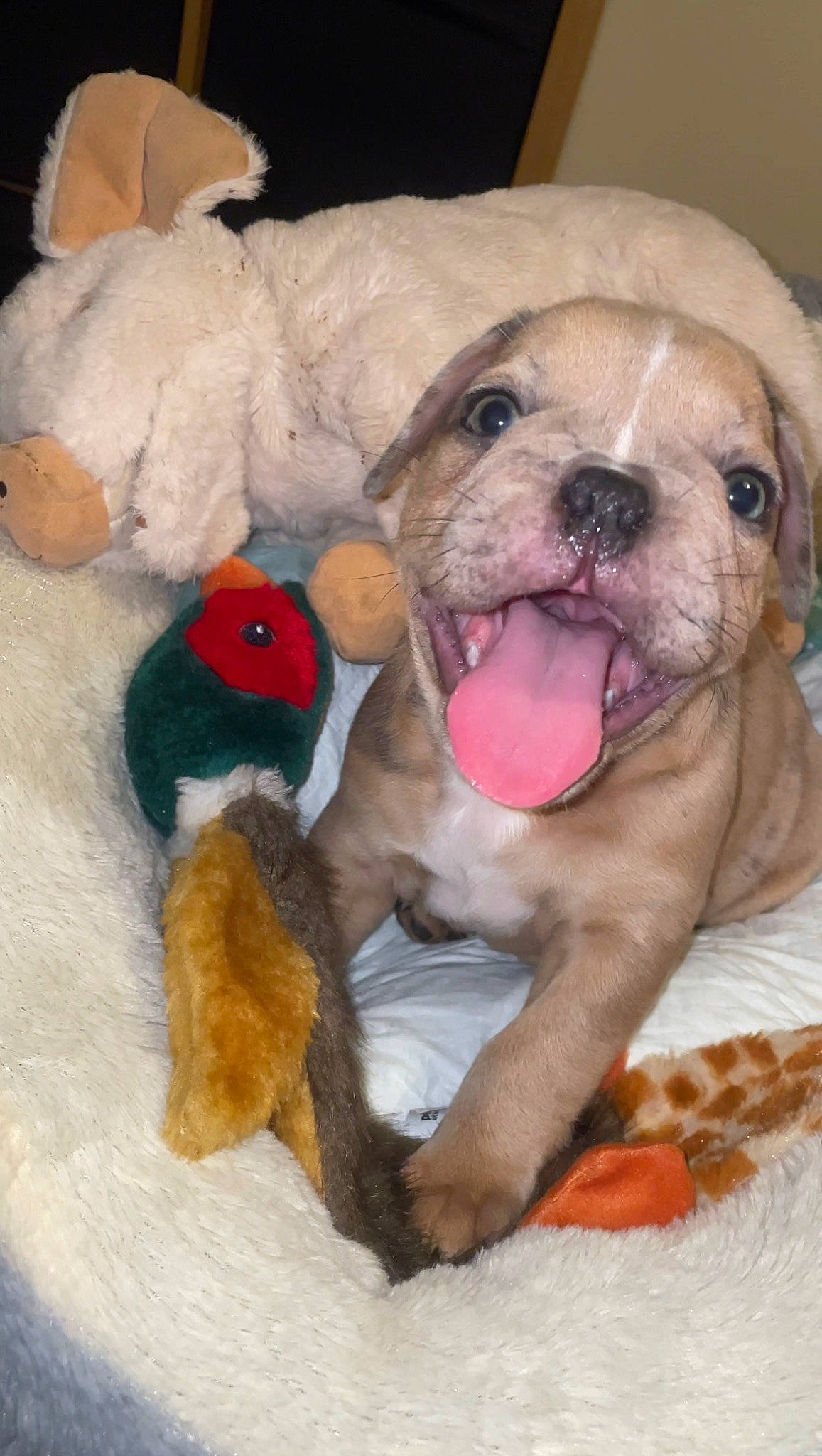Boogie is registered to the contest to win money with this photo: ball, bulldog, canidae, carnivore, comfort, companion_dog, dog, dog_breed, dog_supply, fawn, fur, paw, snout, sporting_group, stuffed_toy, toy, toy_dog, whiskers, working_animal, wrinkle
