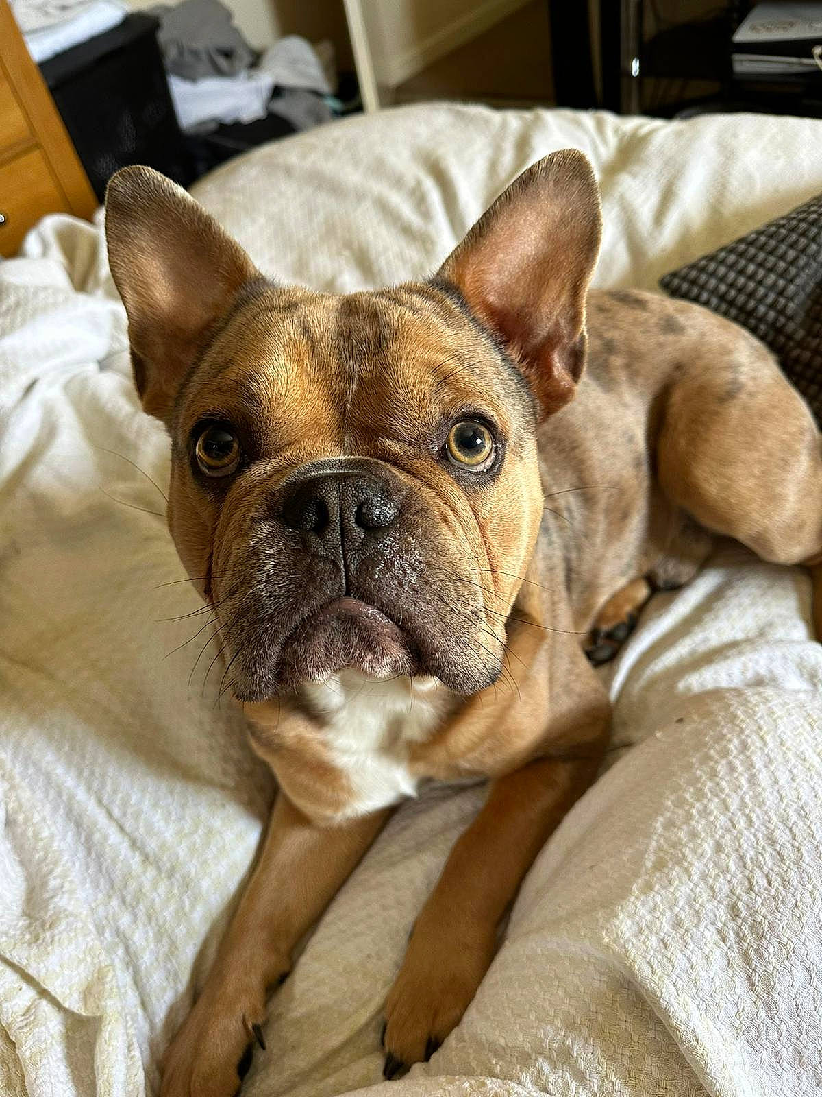 Boogie joined the competition — help win amazing prizes! box, bulldog, canidae, carnivore, comfort, companion_dog, dog, dog_breed, ear, fawn, french_bulldog, non_sporting_group, snout, sporting_group, terrestrial_animal, toy_dog, whiskers, wood, working_animal, wrinkle