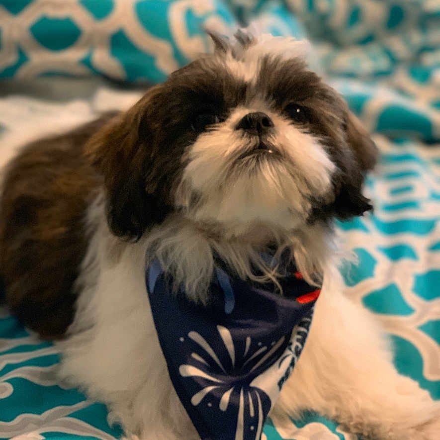 Bella