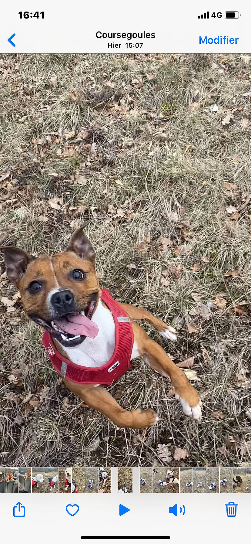 Onaya participe au concours pour gagner de l'argent avec cette photo : adventure, american_staffordshire_terrier, canidae, carnivore, companion_dog, dog, dog_breed, fawn, feist, mammal, plant, snout, vertebrate