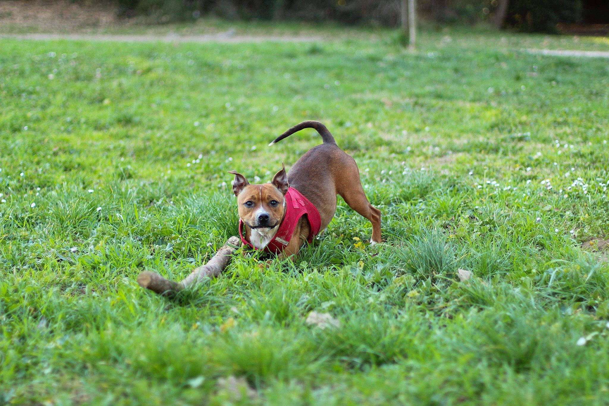 Onaya a rejoint le concours — aidez-le/la à gagner de superbes lots ! canidae, carnivore, companion_dog, dog, dog_breed, fawn, grass, hunting_dog, mammal, plant, rhodesian_ridgeback, sporting_group, vertebrate, vizsla