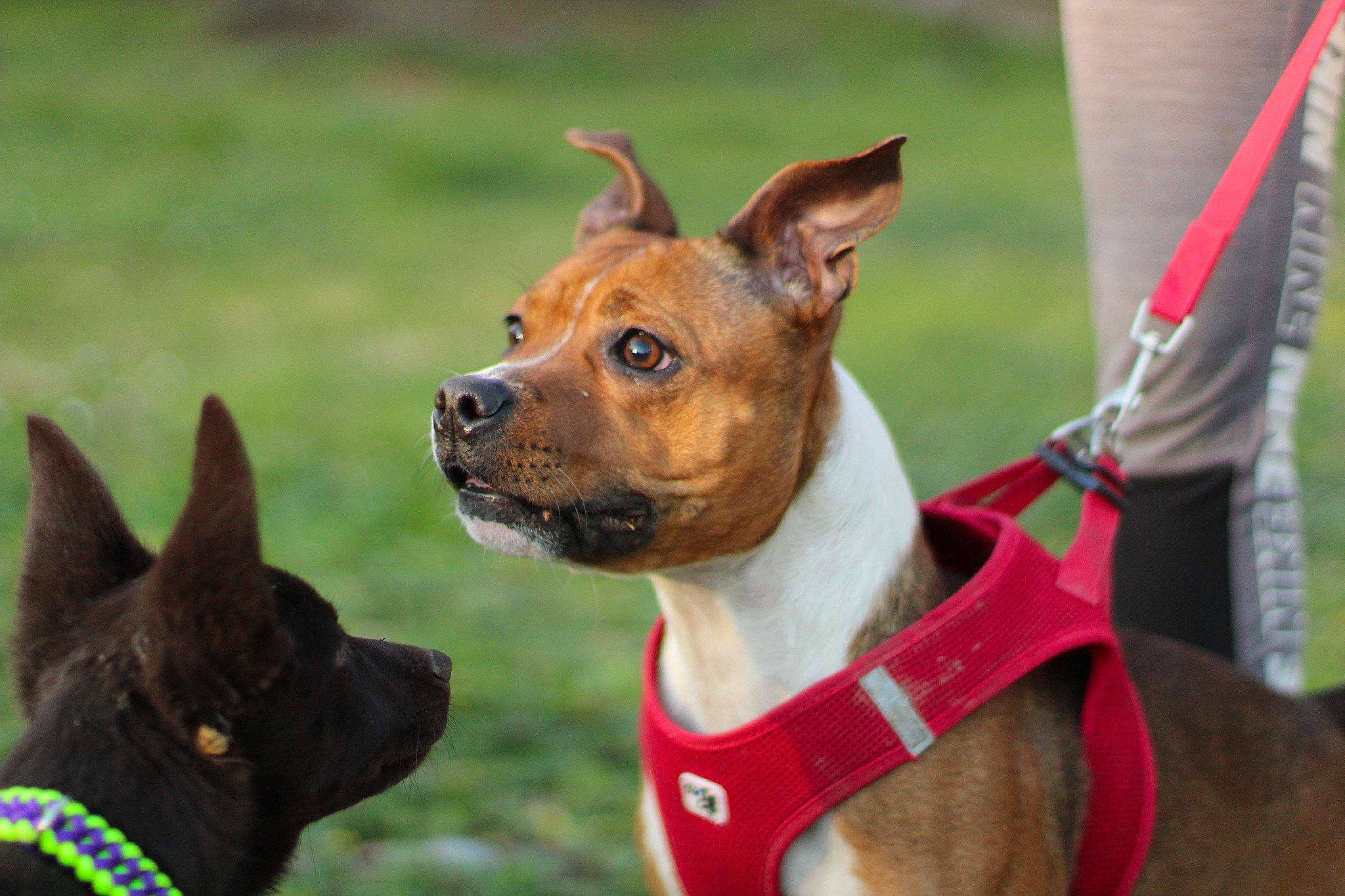 Onaya participe au concours pour gagner de l'argent avec cette photo : american_hairless_terrier, american_staffordshire_terrier, ancient_dog_breeds, canidae, carnivore, collar, dog, dog_breed, dog_collar, mammal, non_sporting_group, snout, terrier, thai_ridgeback, vertebrate