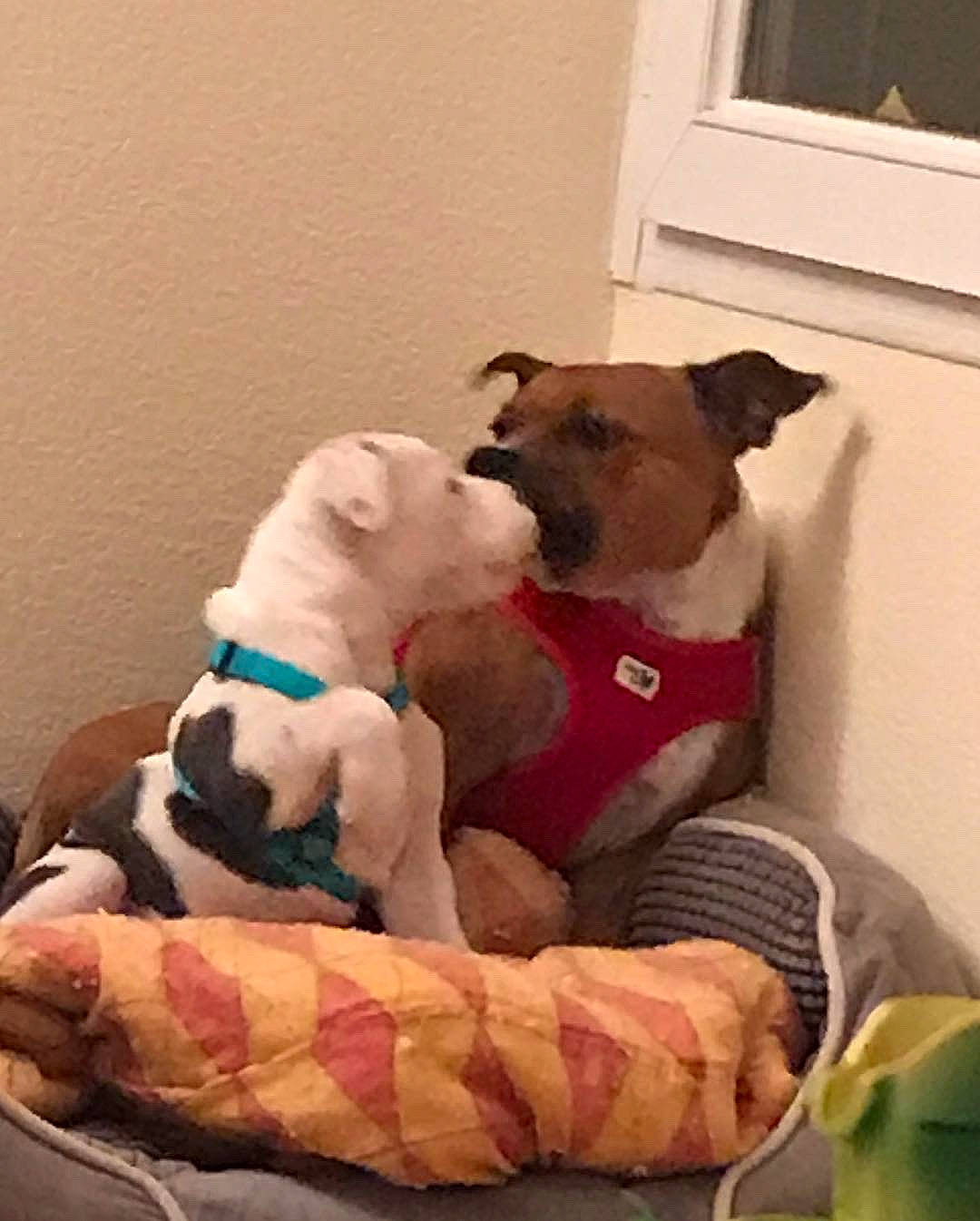 Phoenix a rejoint le concours — aidez-le/la à gagner de superbes lots ! american_bulldog, bulldog, canidae, carnivore, companion_dog, dog, dog_breed, dog_toy, fawn, non_sporting_group, old_english_bulldog, olde_english_bulldogge, pit_bull, puppy, puppy_love, snout, valley_bulldog